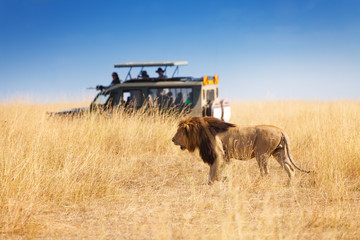 portrait of beautiful big lion at safari park