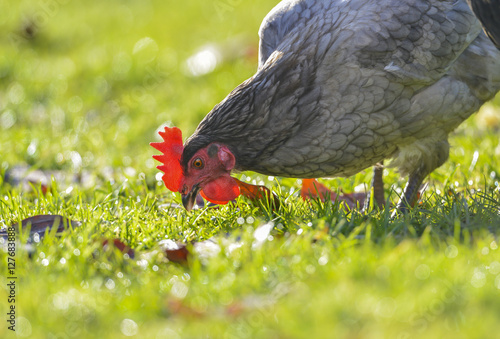 Plakat kura w ogrodzie w gospodarstwie - bezpłatna hodowla