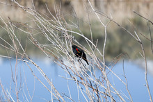 Red Winged Black Bird At Chatfield