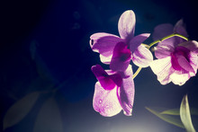 Purple Orchid,black Background,back Light