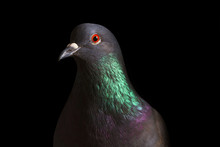 Rock Pigeon With Colored Neck On A Black Background