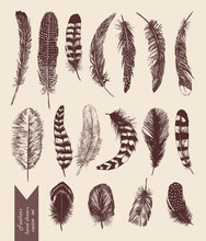 Hand Drawn Vintage Set With Feathers. Vector.