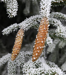 Wall Mural - nature in winter