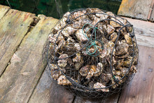 Live Oyster Catched From The Sea.