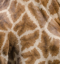 Giraffe Skin Background.