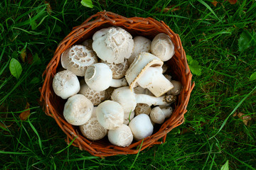 Wall Mural - fresh white champignons