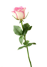 Pink Rose On White Background