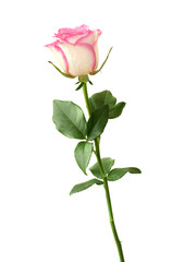 pink rose on white background