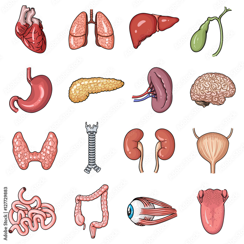 Human organs set icons in cartoon style. Big collection of human organs ...