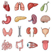 Human Organs Set Icons In Cartoon Style. Big Collection Of Human Organs Vector Symbol Stock Illustration
