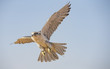  Peregrine Falcon flying  near Dubai