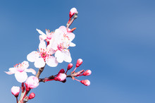 Springtime Plum Blossoms Pink Buds And Flowers