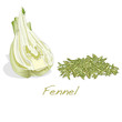 fennel seeds on white background