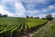 Landscape of vines in the Loire Valley