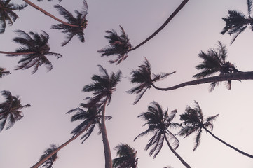 silhouettes of palm trees on sunset. vintage picture