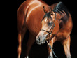 portrait of young  bay arabian filly at black background