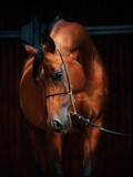 Fototapeta  - portrait of wonderful bay  arabian horse.