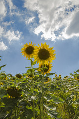 Sunflowers blooming in farm with blue sky