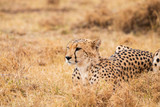 Fototapeta Sawanna - Gepard in der Savanne