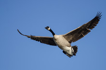 Canada Goose Flying In A Blue Sky