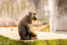 Mandril Monkey In Artis Zoo In Amsterdam Holland