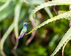 Wall Mural - Broad Billed Hummingbird. Using different backgrounds the bird becomes more interesting and blends with the colors. These birds are native to Mexico and brighten up most gardens where flowers bloom.