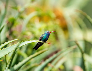 Wall Mural - Broad Billed Hummingbird. Using different backgrounds the bird becomes more interesting and blends with the colors. These birds are native to Mexico and brighten up most gardens where flowers bloom.