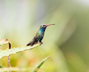 Wall Mural - Broad Billed Hummingbird. Using different backgrounds the bird becomes more interesting and blends with the colors. These birds are native to Mexico and brighten up most gardens where flowers bloom.