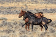 Some wild horses from the McCullough Peaks herd near Cody, Wyoming.