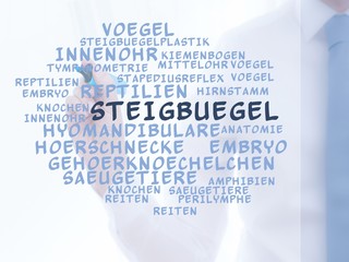 Poster - Steigbügel (Anatomie)