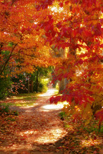 Appalachain Trail In The Fall