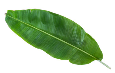 banana leaf isolated on white background