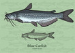 Blue Catfish. Vector illustration for artwork in small sizes. Suitable for graphic and packaging design, educational examples, web, etc.