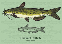 Channel Catfish. Vector Illustration For Artwork In Small Sizes. Suitable For Graphic And Packaging Design, Educational Examples, Web, Etc.