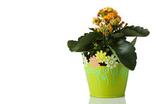 Blooming Orange Flower In The Green Decorative Vases.