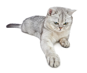 Portrait of Light Gray British Shorthair cat lying on a white background.