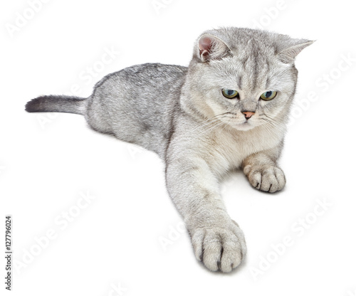 light gray cat