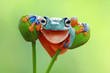 Leinwandbild Motiv Tree frog smile