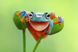 Fototapeta Zwierzęta - Tree frog smile