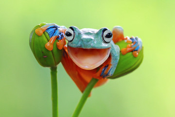 Wall Mural - Tree frog smile
