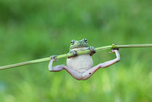Javan Tree Frog