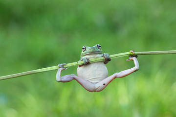 javan tree frog