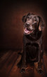 canvas print picture - Labrador Hund in braun