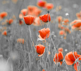 Fototapeta Krajobraz - Red Poppies