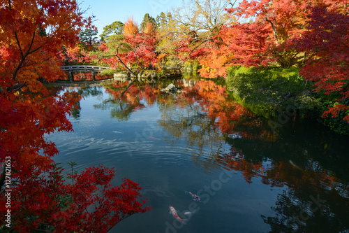 Fotografie, Obraz Beautiful Japanese pond garden with autumn maple tree reflections and colorful f