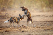 Two playing African wild dogs.