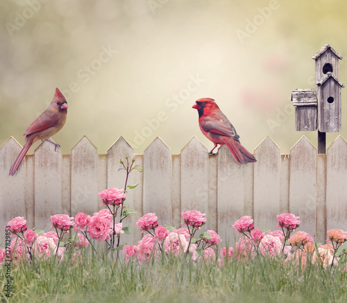 Northern Cardinal Male and Female