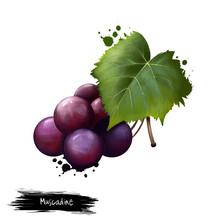 Muscadine Isolated On White. Muscadine Grapes Are Rich Sources Of Polyphenols. Vitis Rotundifolia, Grapevine Species Native To Southeastern And South-central US. Digital Art Illustration. Watercolor