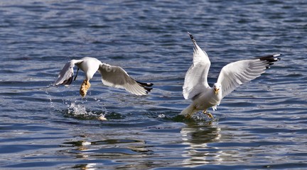 Beautiful isolated photo of two gulls with the food