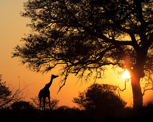 Wall Mural - sunset silhouette giraffe eating from tree